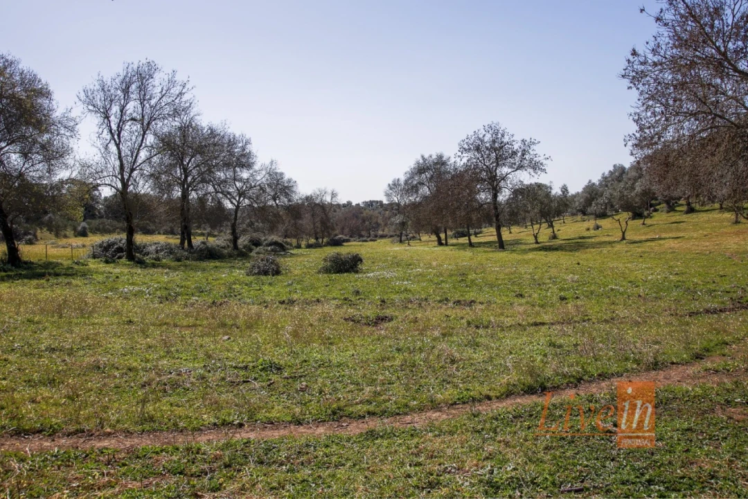 Quinta T8 para Venda em Alter do Chão Foto 11