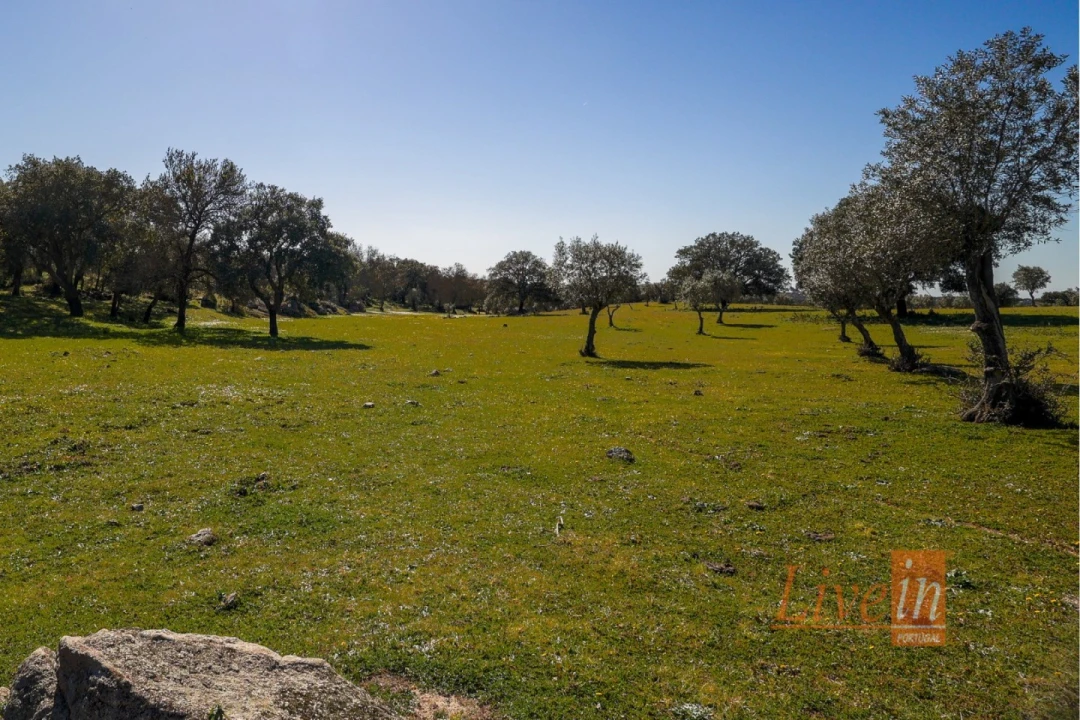 Quinta T8 para Venda em Alter do Chão Foto 19