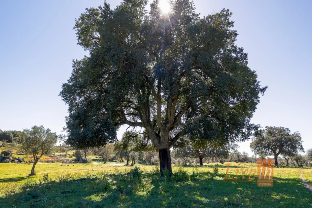 Quinta T8 para Venda em Alter do Chão Foto 21