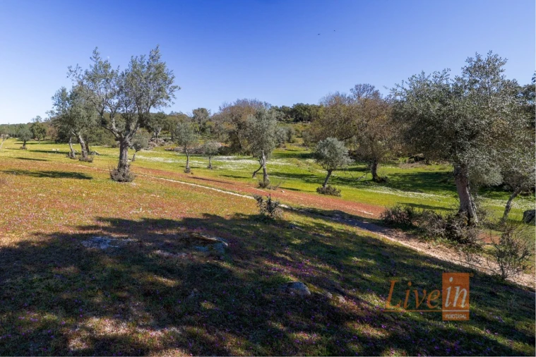 Quinta T8 para Venda em Alter do Chão Foto 18