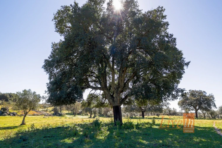 Quinta T8 para Venda em Alter do Chão Foto 21