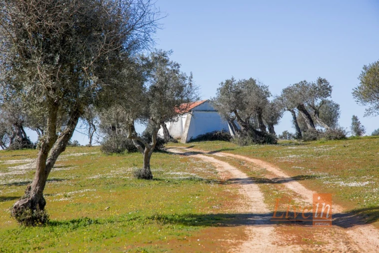 Quinta T8 para Venda em Alter do Chão Foto 27