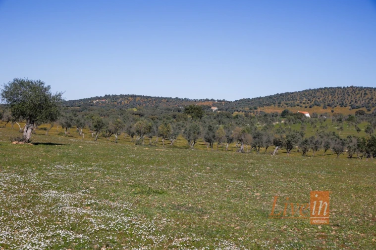 Quinta T8 para Venda em Alter do Chão Foto 28