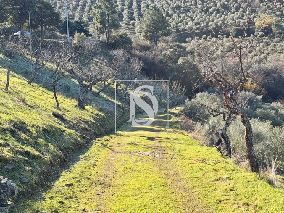 Quinta para Venda em Ligares Foto 21