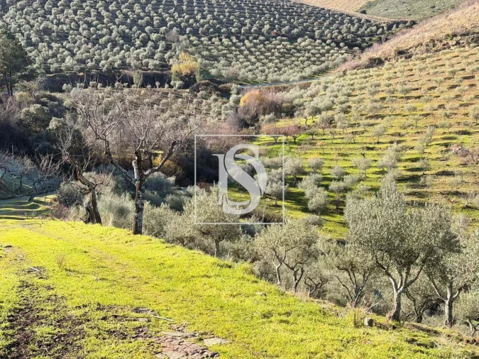 Quinta para Venda em Ligares Foto 20