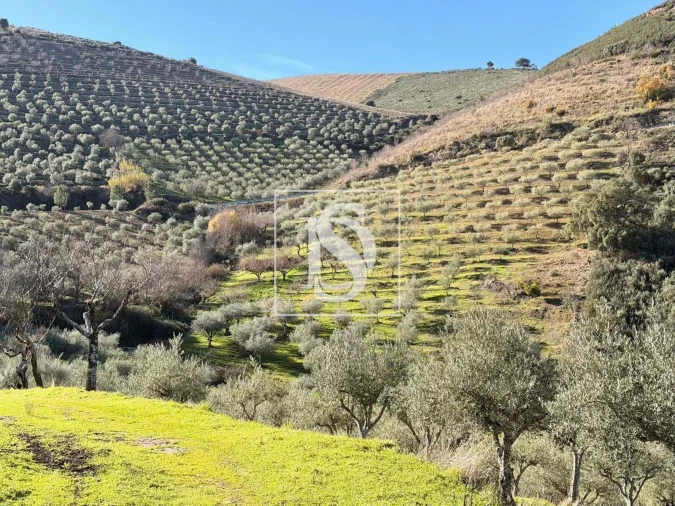 Quinta para Venda em Ligares Foto 30