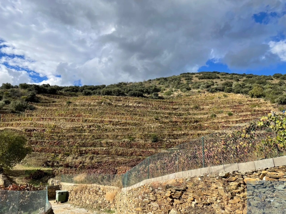 Quinta T4 para Venda em Vila Nova de Foz Côa Foto 68