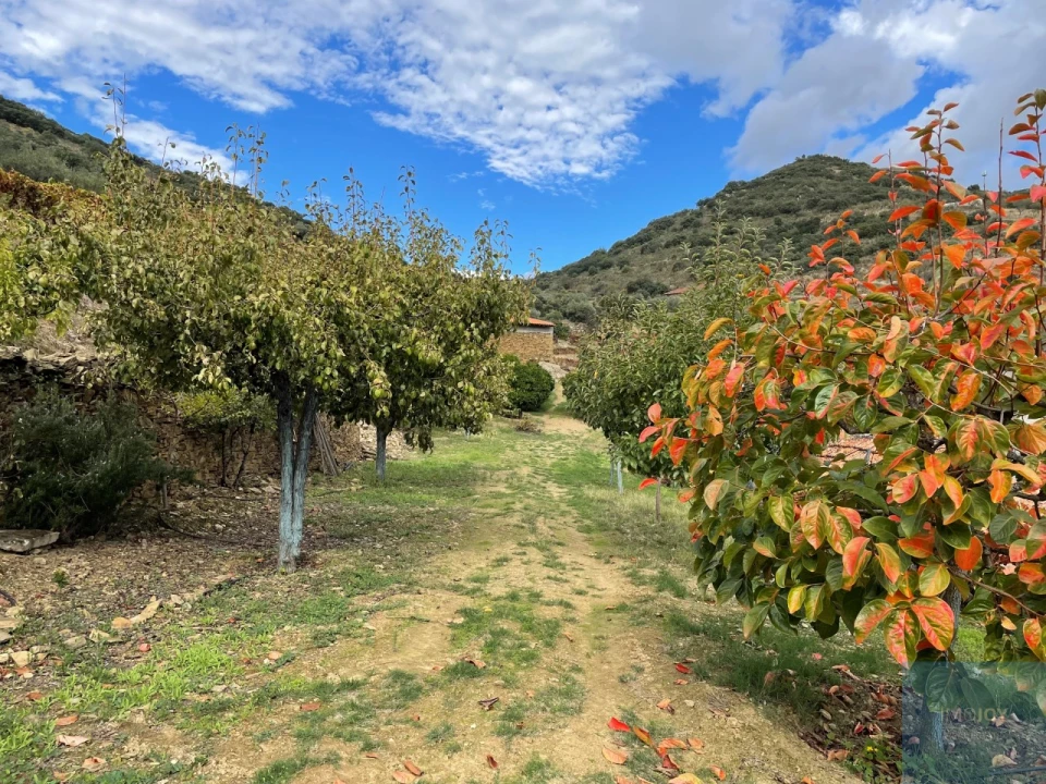 Quinta T4 para Venda em Vila Nova de Foz Côa Foto 71
