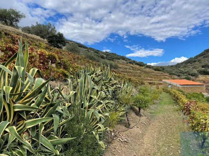 Quinta T4 para Venda em Vila Nova de Foz Côa Foto 65