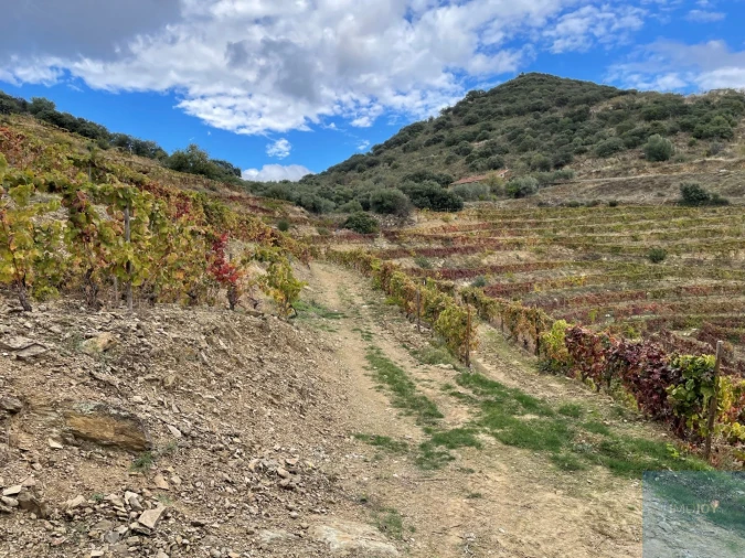 Quinta T4 para Venda em Vila Nova de Foz Côa Foto 66