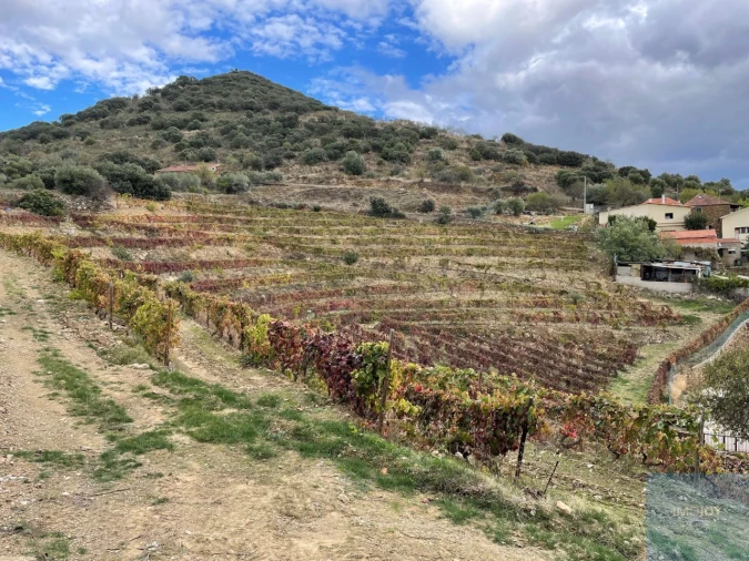 Quinta T4 para Venda em Vila Nova de Foz Côa Foto 69