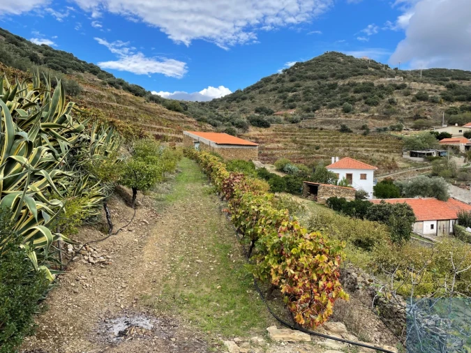 Quinta T4 para Venda em Vila Nova de Foz Côa Foto 70