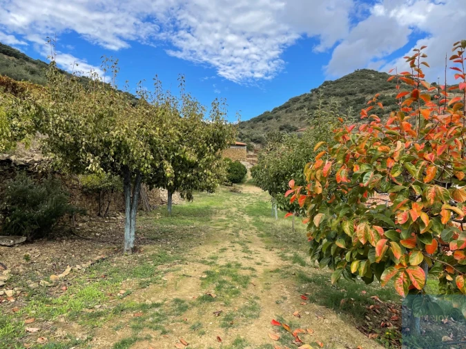 Quinta T4 para Venda em Vila Nova de Foz Côa Foto 71