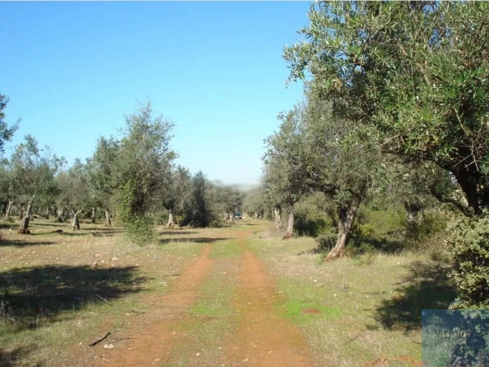 Terreno Agricola ou Rústico para Venda em Borba (Matriz) Foto 1