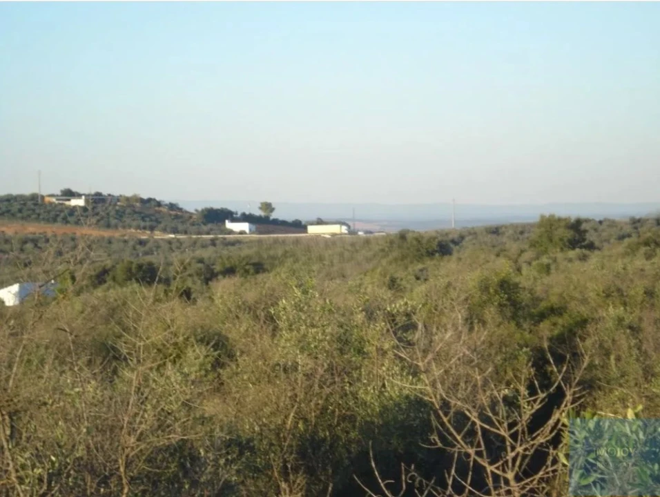 Terreno Agricola ou Rústico para Venda em Borba (Matriz) Foto 9