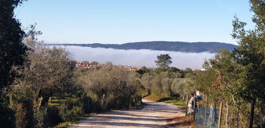 Terreno Agricola ou Rústico para Venda em Borba (Matriz) Foto 3