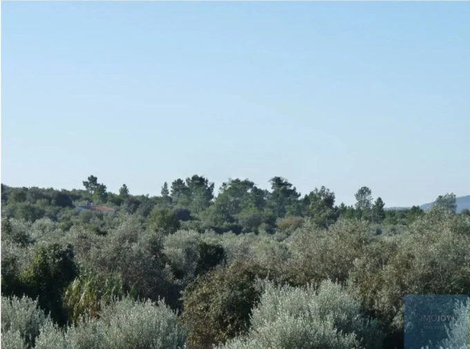 Terreno Agricola ou Rústico para Venda em Borba (Matriz) Foto 6