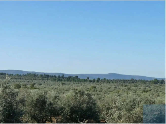 Terreno Agricola ou Rústico para Venda em Borba (Matriz) Foto 7