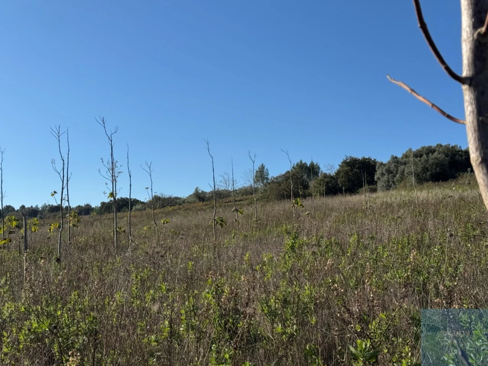 Terreno Agricola ou Rústico para Venda em Abrigada e Cabanas de Torres Foto 8