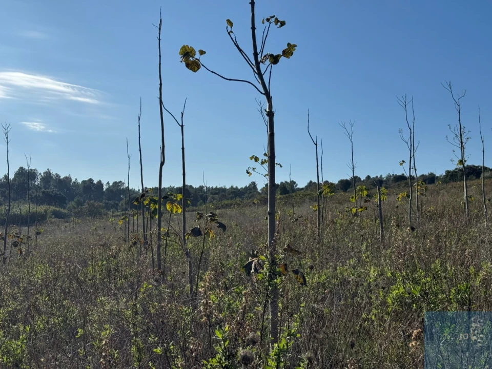 Terreno Agricola ou Rústico para Venda em Abrigada e Cabanas de Torres Foto 10