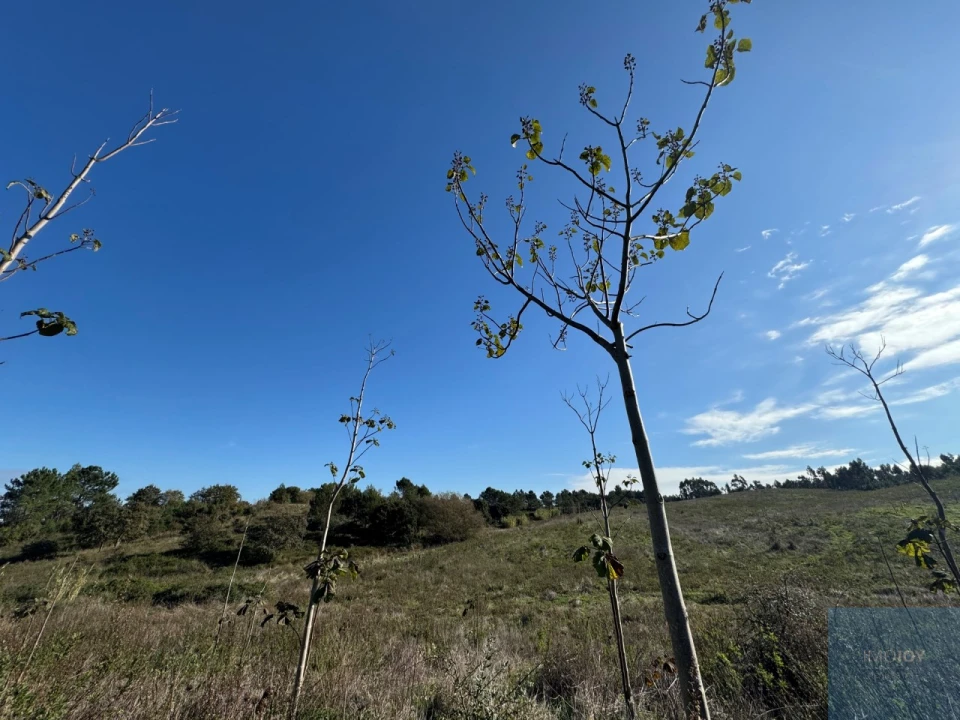Terreno Agricola ou Rústico para Venda em Abrigada e Cabanas de Torres Foto 22