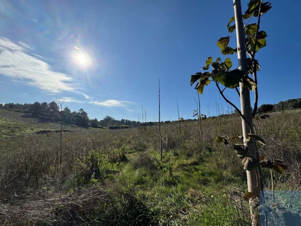 Terreno Agricola ou Rústico para Venda em Abrigada e Cabanas de Torres Foto 23