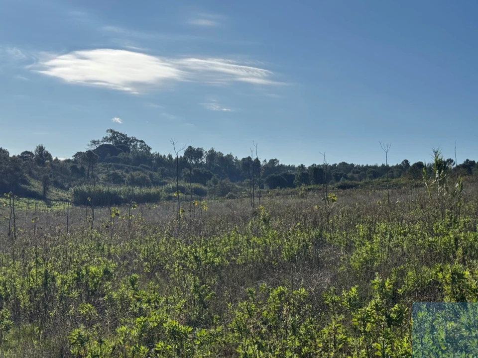 Terreno Agricola ou Rústico para Venda em Abrigada e Cabanas de Torres Foto 27