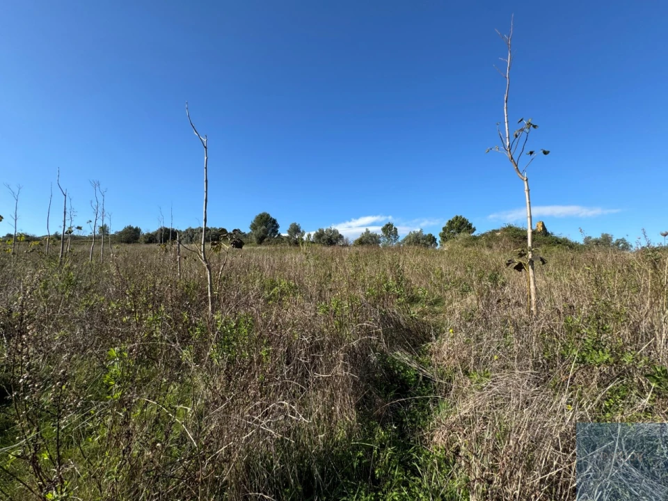 Terreno Agricola ou Rústico para Venda em Abrigada e Cabanas de Torres Foto 29