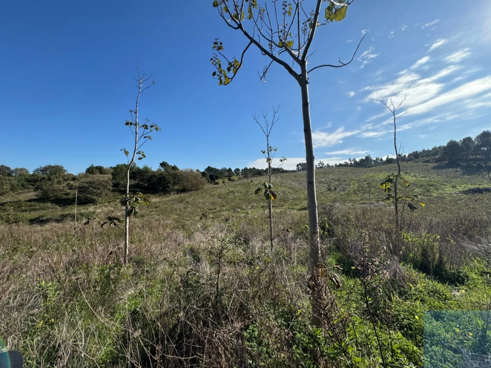 Terreno Agricola ou Rústico para Venda em Abrigada e Cabanas de Torres Foto 30