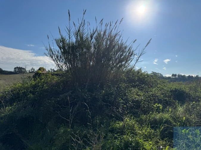 Terreno Agricola ou Rústico para Venda em Abrigada e Cabanas de Torres Foto 2