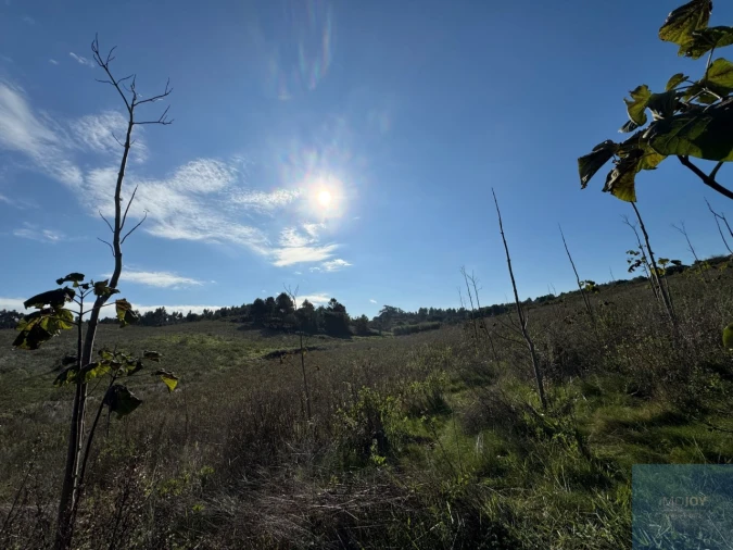 Terreno Agricola ou Rústico para Venda em Abrigada e Cabanas de Torres Foto 4