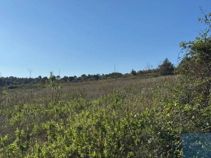 Terreno Agricola ou Rústico para Venda em Abrigada e Cabanas de Torres Foto 5