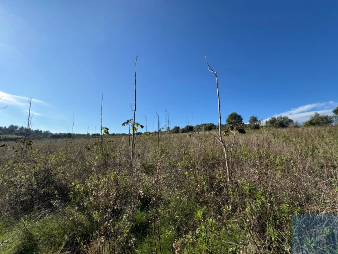 Terreno Agricola ou Rústico para Venda em Abrigada e Cabanas de Torres Foto 9