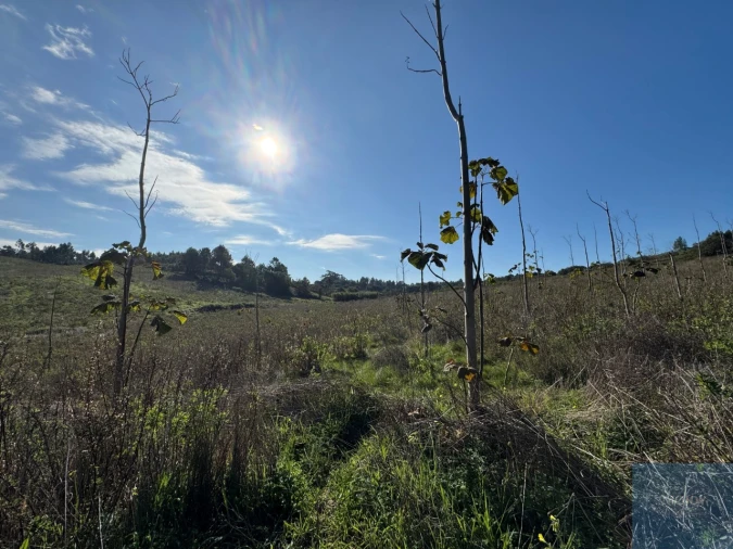Terreno Agricola ou Rústico para Venda em Abrigada e Cabanas de Torres Foto 11