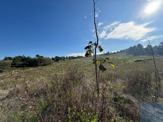 Terreno Agricola ou Rústico para Venda em Abrigada e Cabanas de Torres Foto 15