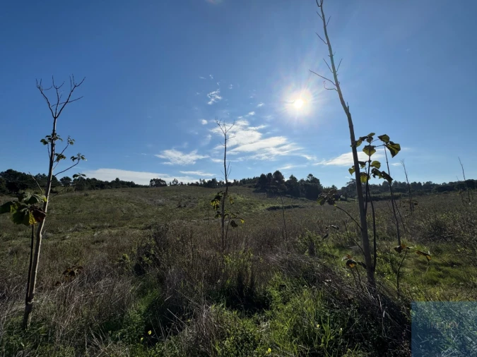 Terreno Agricola ou Rústico para Venda em Abrigada e Cabanas de Torres Foto 17