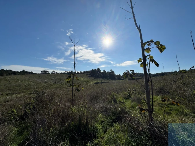 Terreno Agricola ou Rústico para Venda em Abrigada e Cabanas de Torres Foto 21