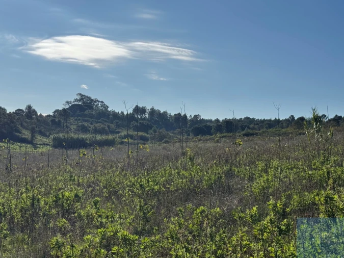 Terreno Agricola ou Rústico para Venda em Abrigada e Cabanas de Torres Foto 27
