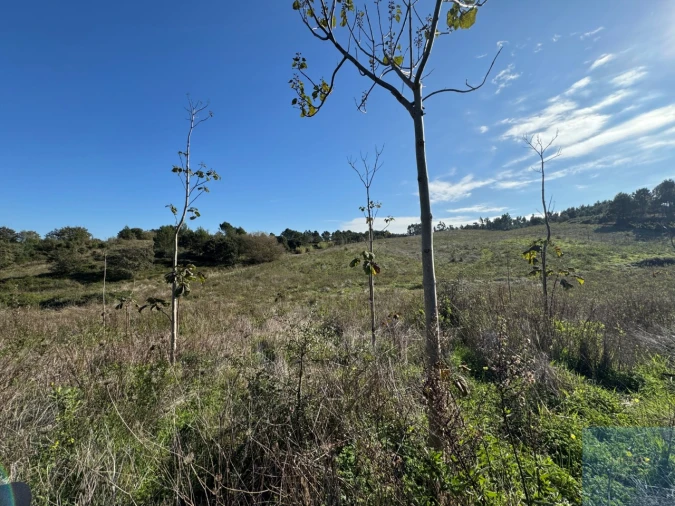 Terreno Agricola ou Rústico para Venda em Abrigada e Cabanas de Torres Foto 30