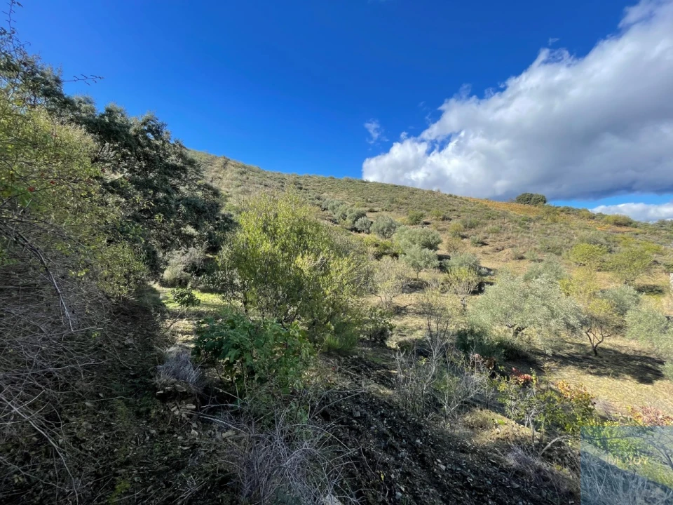 Terreno Agricola ou Rústico para Venda em Vila Nova de Foz Côa Foto 2