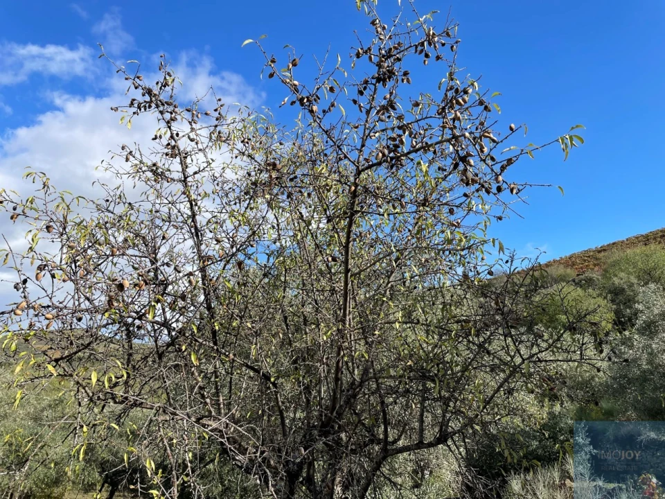 Terreno Agricola ou Rústico para Venda em Vila Nova de Foz Côa Foto 6