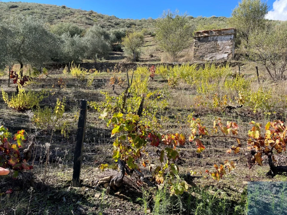 Terreno Agricola ou Rústico para Venda em Vila Nova de Foz Côa Foto 7