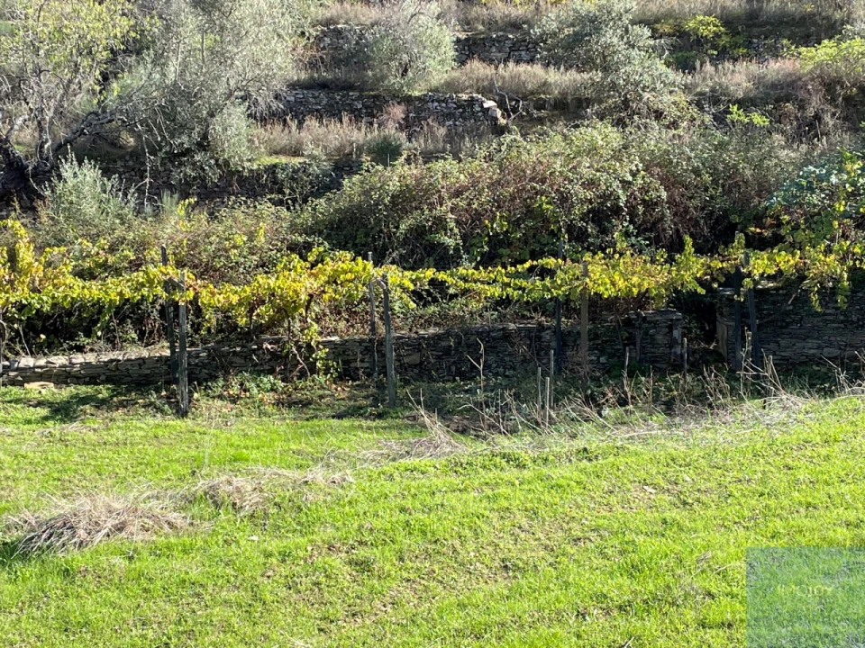 Terreno Agricola ou Rústico para Venda em Vila Nova de Foz Côa Foto 8