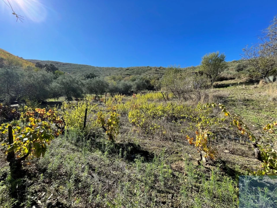 Terreno Agricola ou Rústico para Venda em Vila Nova de Foz Côa Foto 12