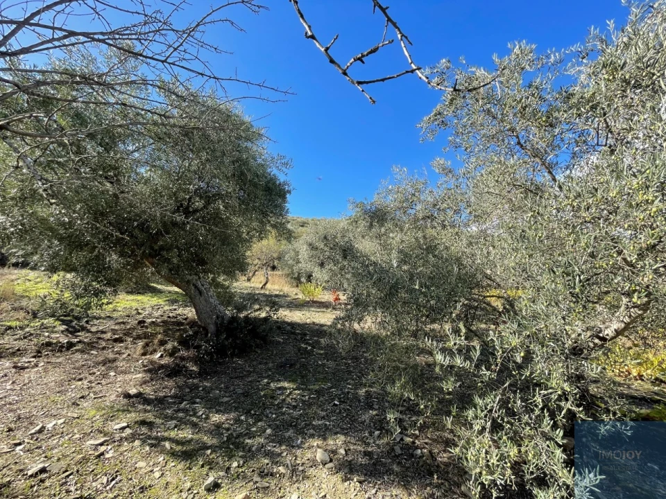 Terreno Agricola ou Rústico para Venda em Vila Nova de Foz Côa Foto 13