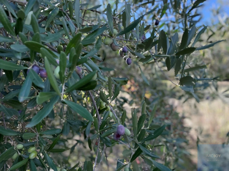 Terreno Agricola ou Rústico para Venda em Vila Nova de Foz Côa Foto 14