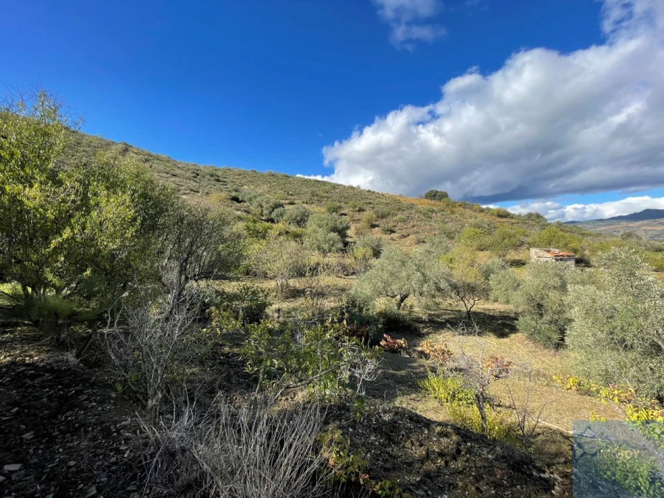 Terreno Agricola ou Rústico para Venda em Vila Nova de Foz Côa Foto 18