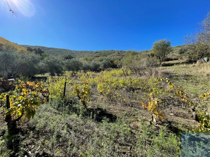 Terreno Agricola ou Rústico para Venda em Vila Nova de Foz Côa Foto 12