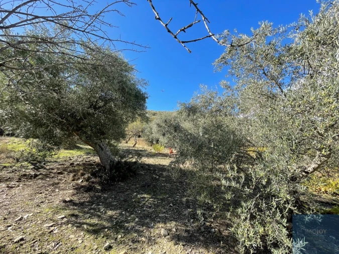 Terreno Agricola ou Rústico para Venda em Vila Nova de Foz Côa Foto 13