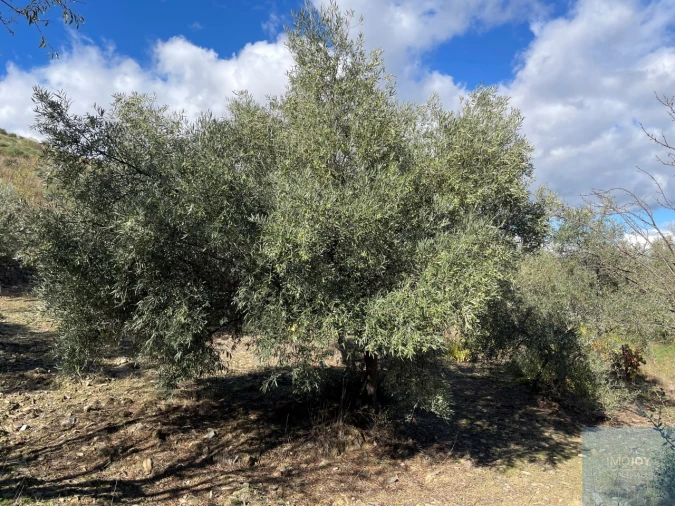Terreno Agricola ou Rústico para Venda em Vila Nova de Foz Côa Foto 16